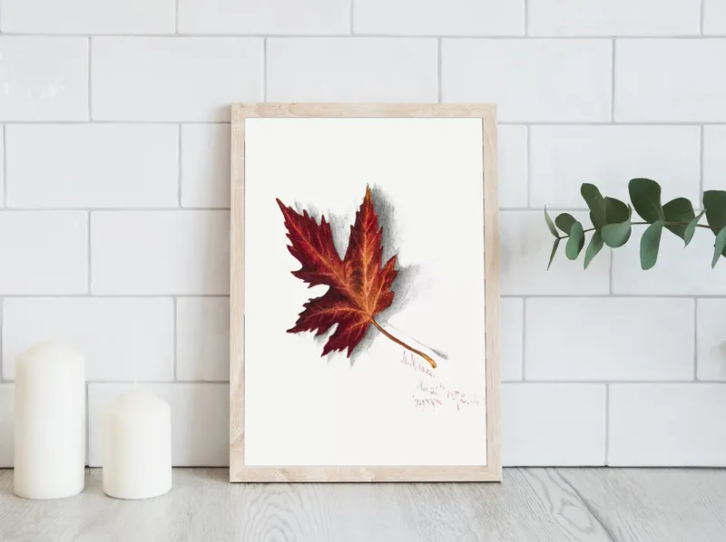 Постер «Листья - Кленовый лист» на стене в офисе