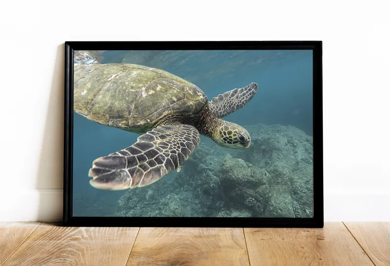 Постер «Черепаха под водой в Оаху - Гавайи» на стене в офисе