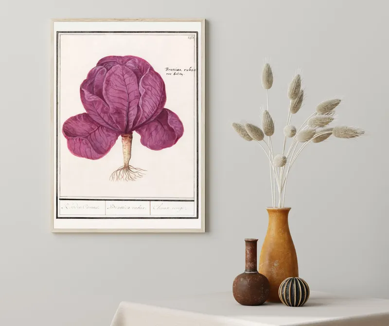 Постер «Овощи - Фиолетовая капуста Rode Kool» над диваном в гостиной