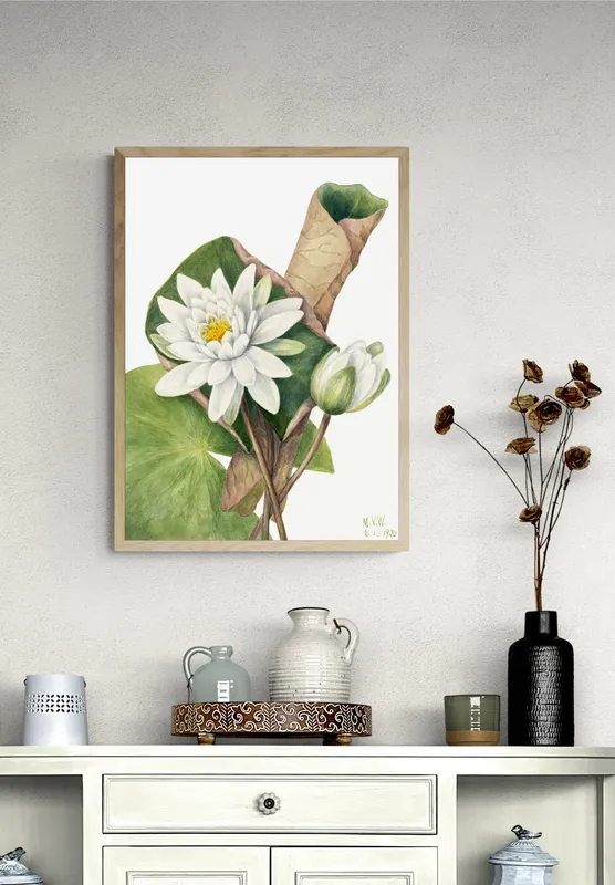 Постер «Дикие цветы - Американская водяная лилия» на стене в офисе