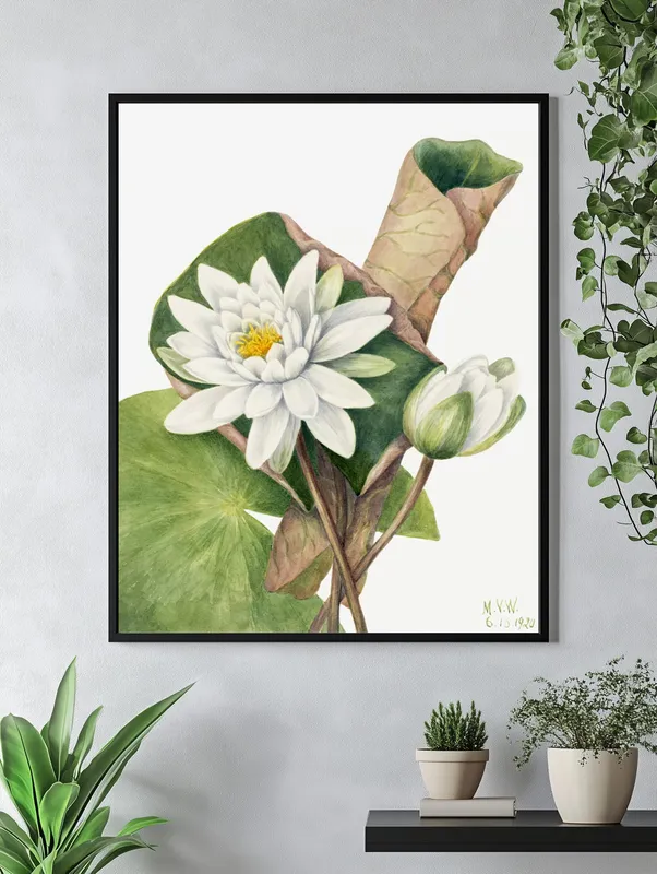 Постер «Дикие цветы - Американская водяная лилия» над диваном в гостиной