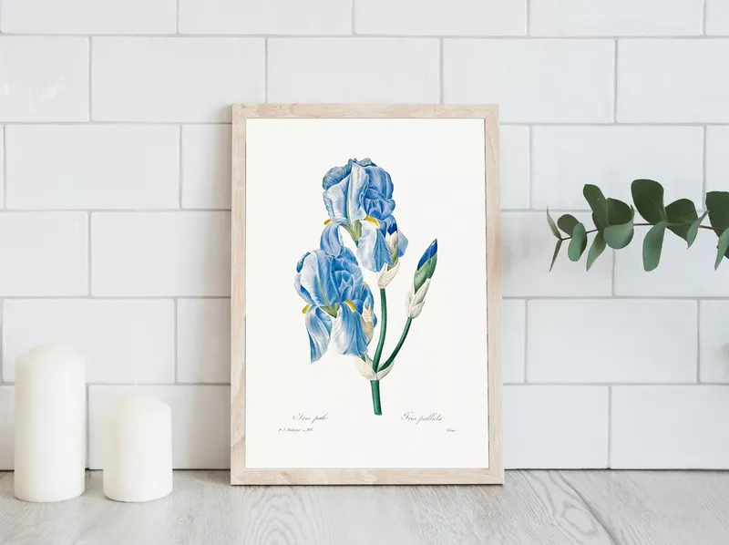 Постер «Дикие цветы - Ирис Паллида» на стене в офисе