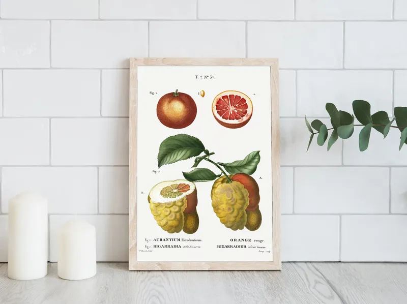 Постер «Фрукты - Красный грейпфрут» над диваном в гостиной