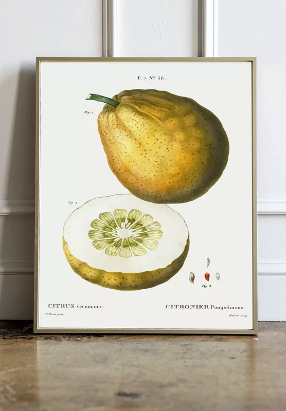 Постер «Фрукты - Помело» над диваном в гостиной