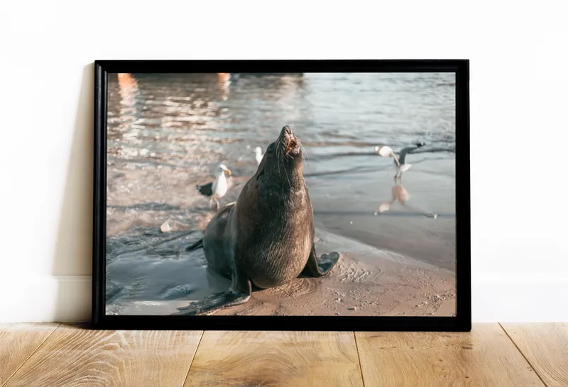 Постер «Постер Морской лев на побережье Чили — хозяин берега» на стене в офисе
