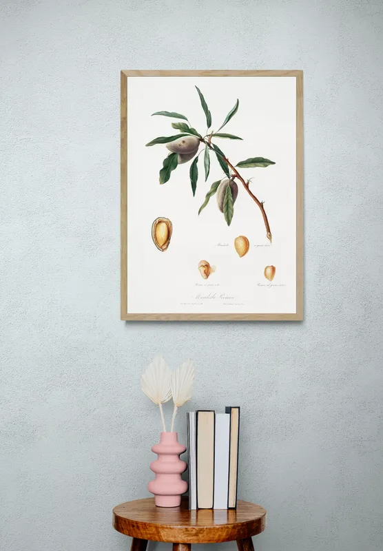 Постер «Фрукты - Миндальный орех» над диваном в гостиной