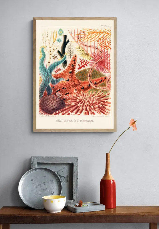 Постер «Иглокожие животные Большого Барьерного рифа» над диваном в гостиной