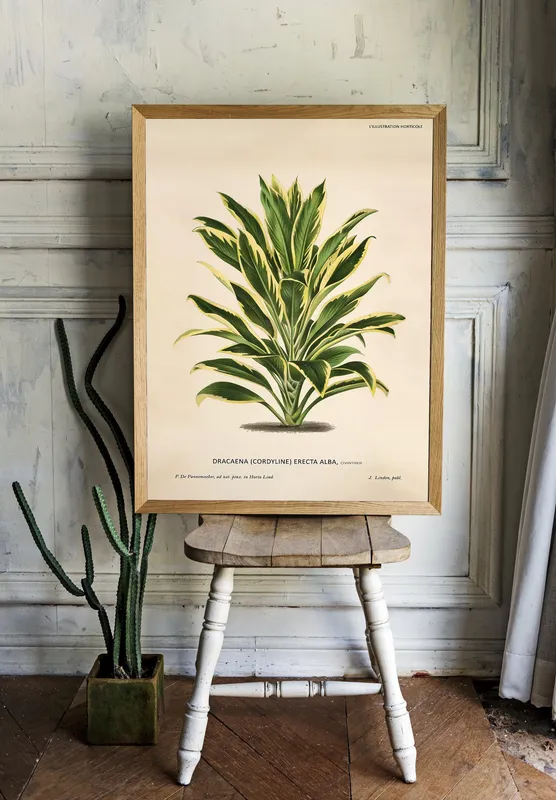 Постер «Кустик драцены» над диваном в гостиной