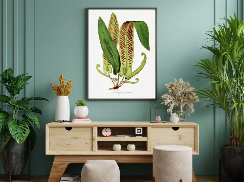 Постер «Листья - Асплениум обыкновенный» на стене в офисе