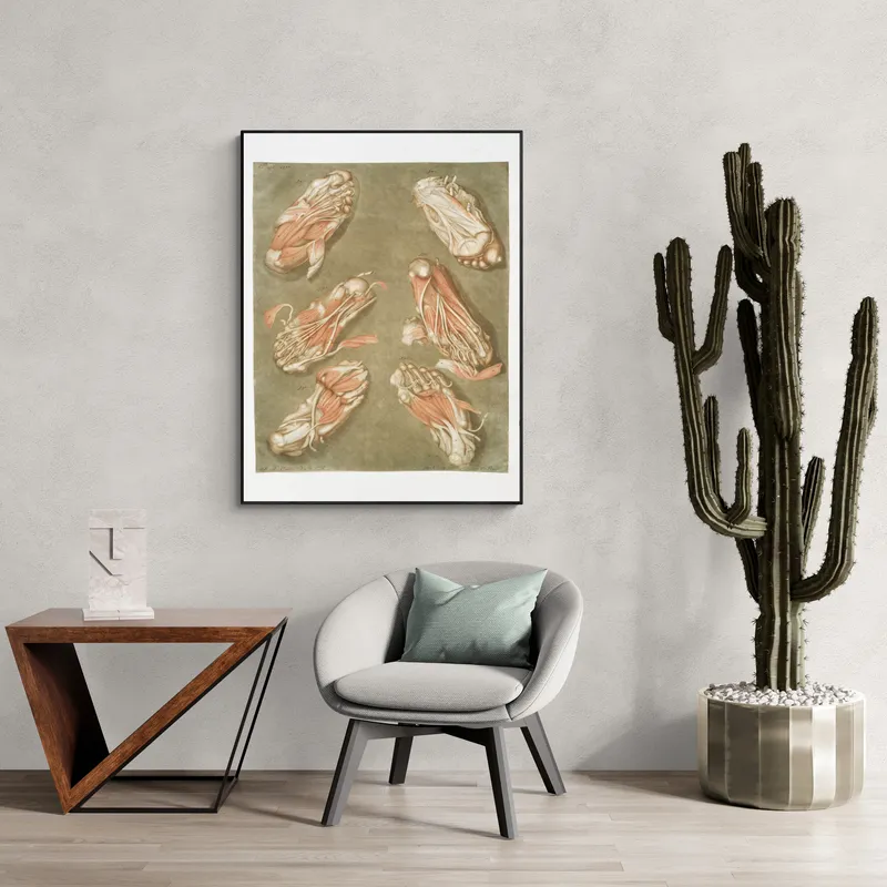 Постер «Анатомия - Мышцы человеческой стопы» на стене в офисе