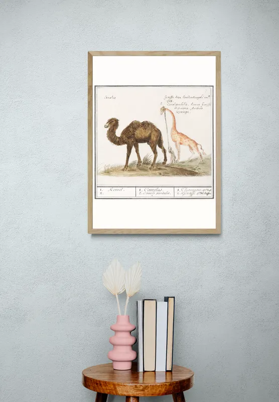 Постер «Верблюд и жираф» над диваном в гостиной