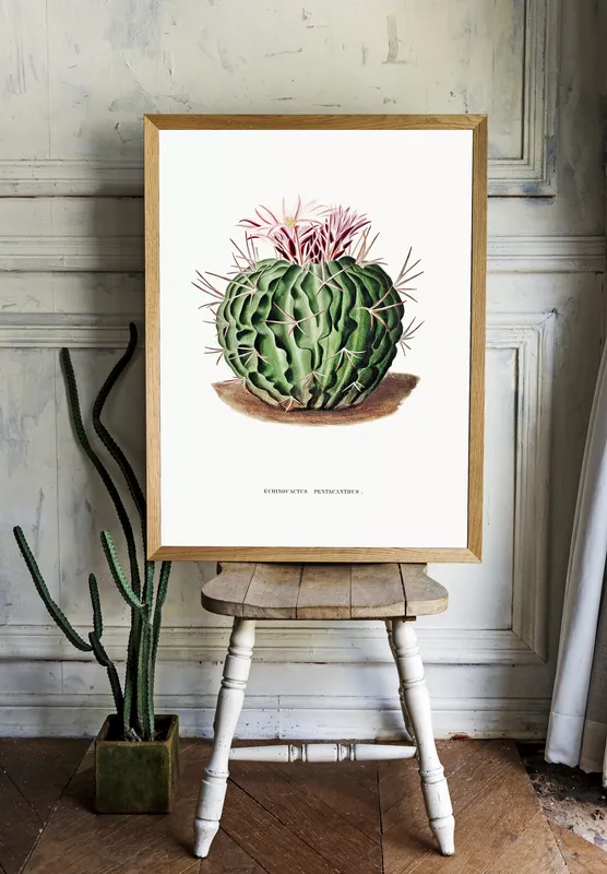 Постер «Кактус Pentacanthus» на стене в офисе