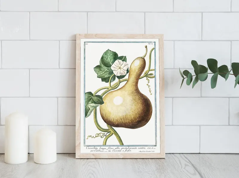 Постер «Овощи - Тыква длинная Cucurbita Longa» на стене в офисе