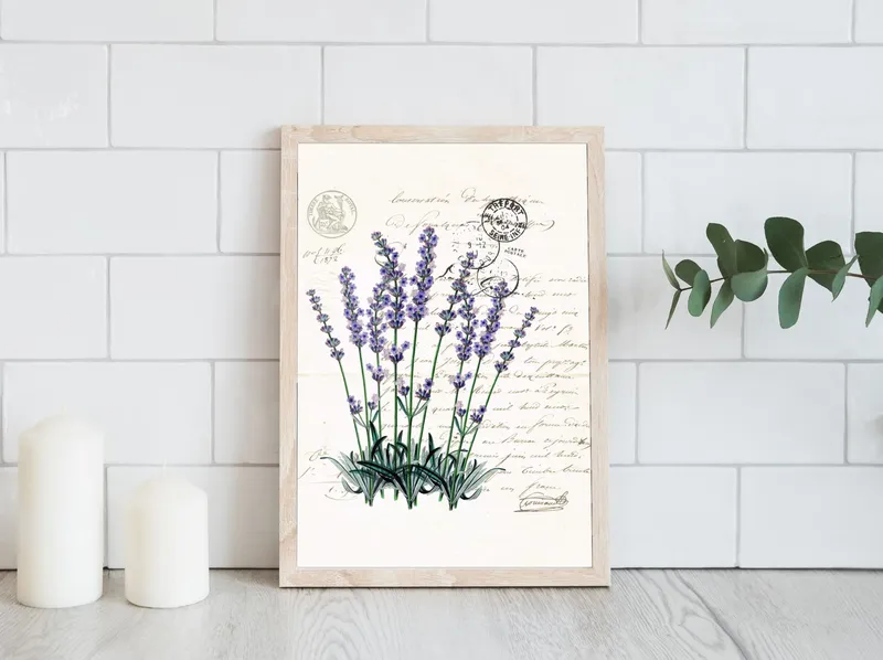 Постер «Цветы и растения - Лаванда луговая» на стене в офисе
