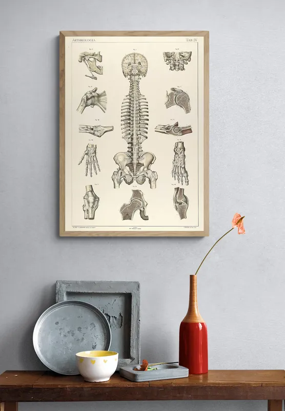 Постер «Анатомия - Строение костей человека» на стене в офисе