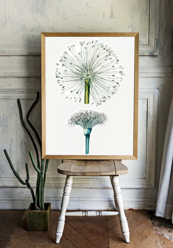 Постер «Одуванчик - Гемантус» над диваном в гостиной