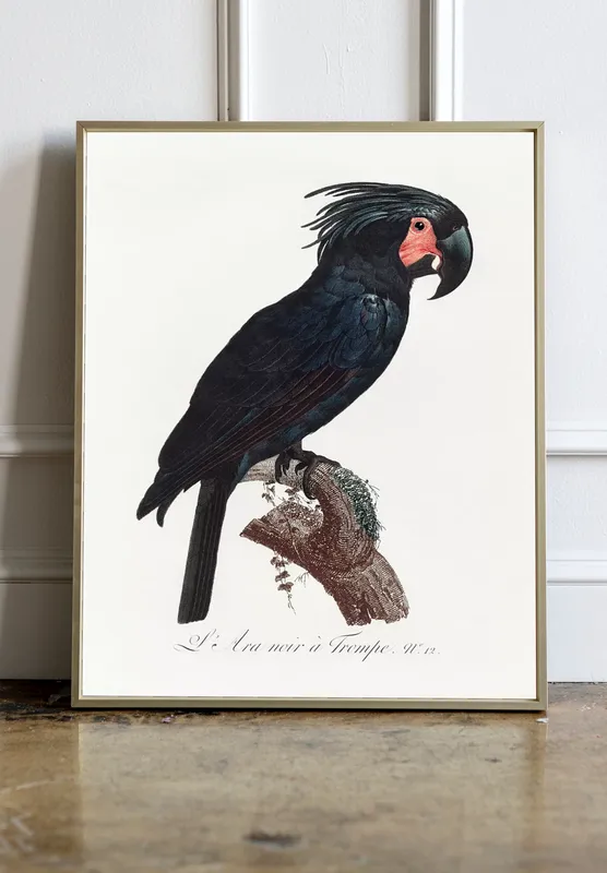 Постер «Черный какаду Голиафа» на стене в офисе
