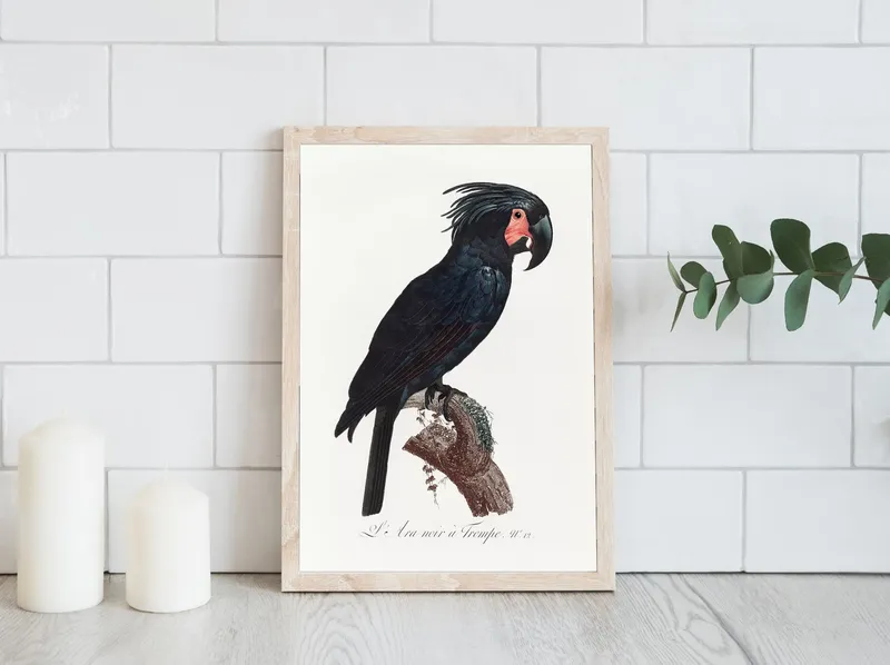 Постер «Черный какаду Голиафа» над диваном в гостиной