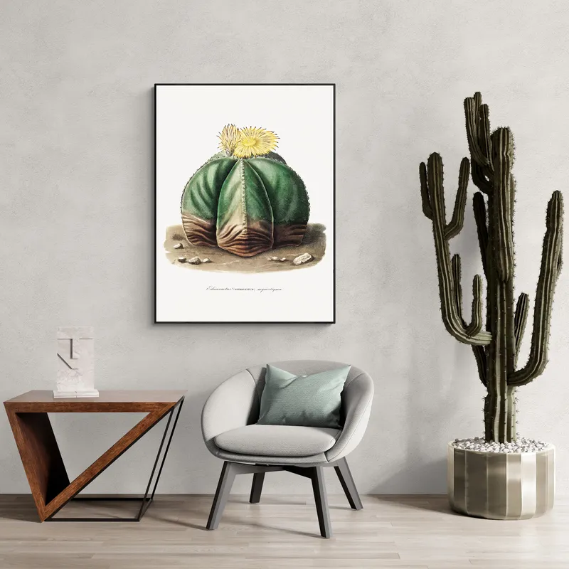 Постер «Кактус Астрофитум» на стене в офисе