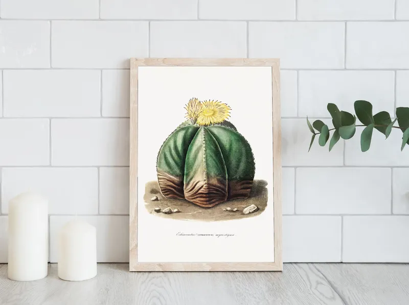 Постер «Кактус Астрофитум» над диваном в гостиной