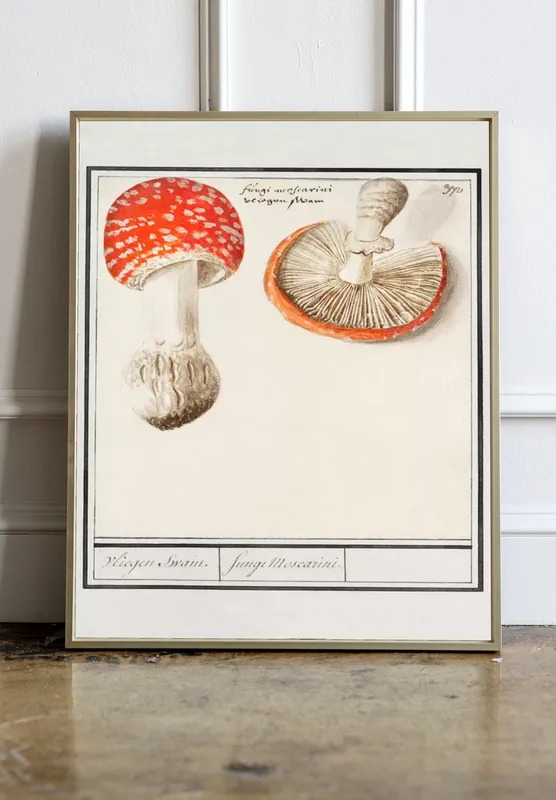 Постер «Грибы - Мухомор Amanita muscaria» на стене в офисе