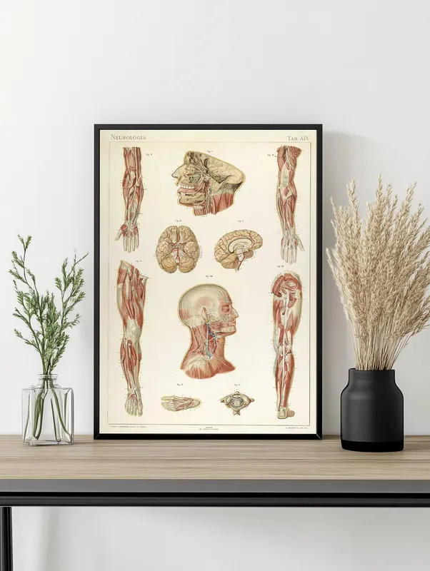 Постер «Анатомия - Строение сухожилий и связок человека» над диваном в гостиной