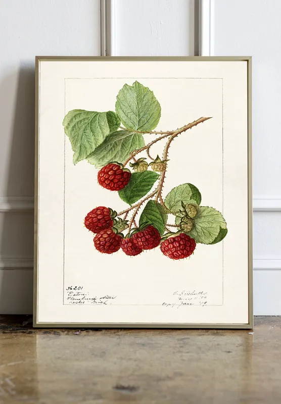 Постер «Малина» на стене в офисе