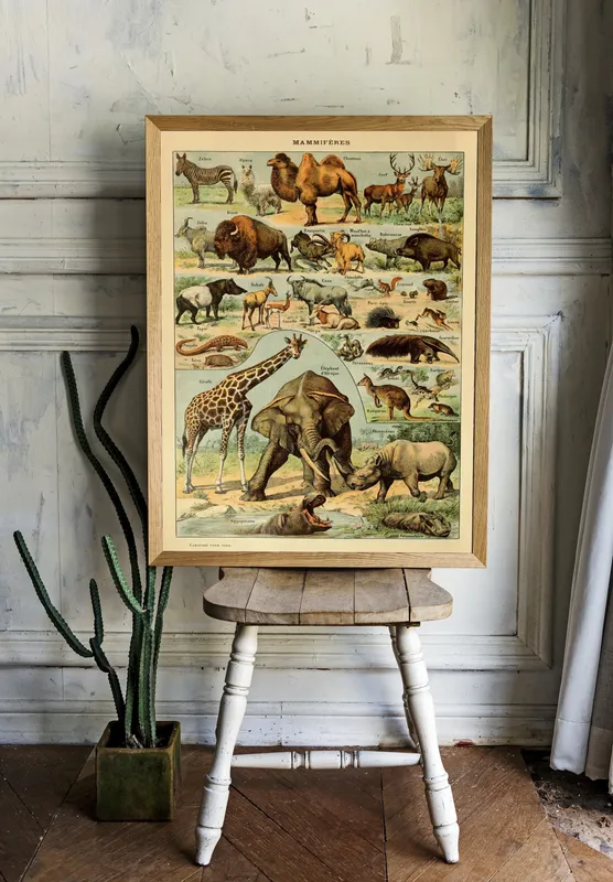 Постер «Виды млекопитающих» на стене в офисе
