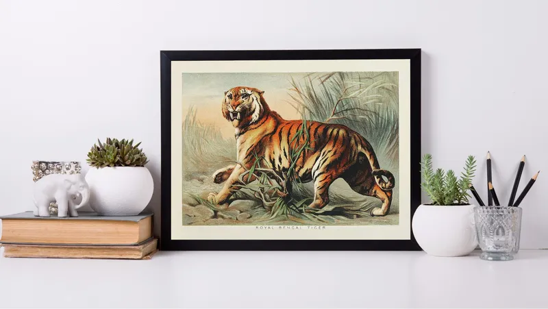 Постер «Бенгальский тигр» на стене в офисе