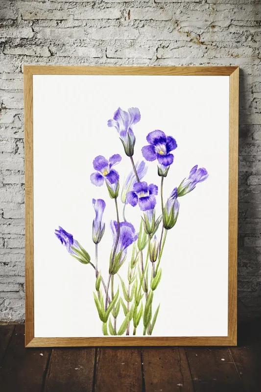 Постер «Дикие цветы - Горечавка луговая» на стене в офисе