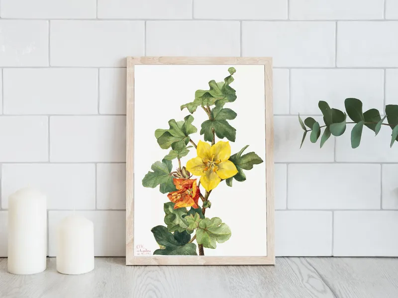Постер «Дикие цветы - Фремонтия мексиканская» над диваном в гостиной