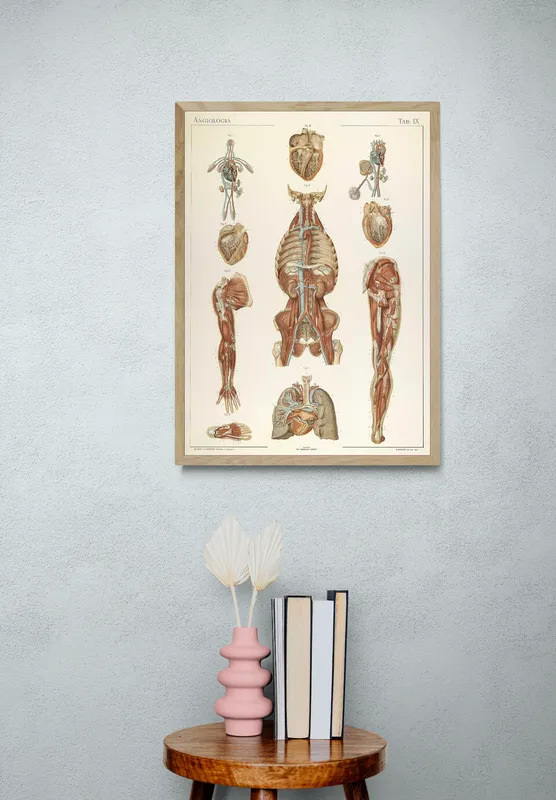 Постер «Анатомия - Строение сердца и кровообращения человека» на стене в офисе