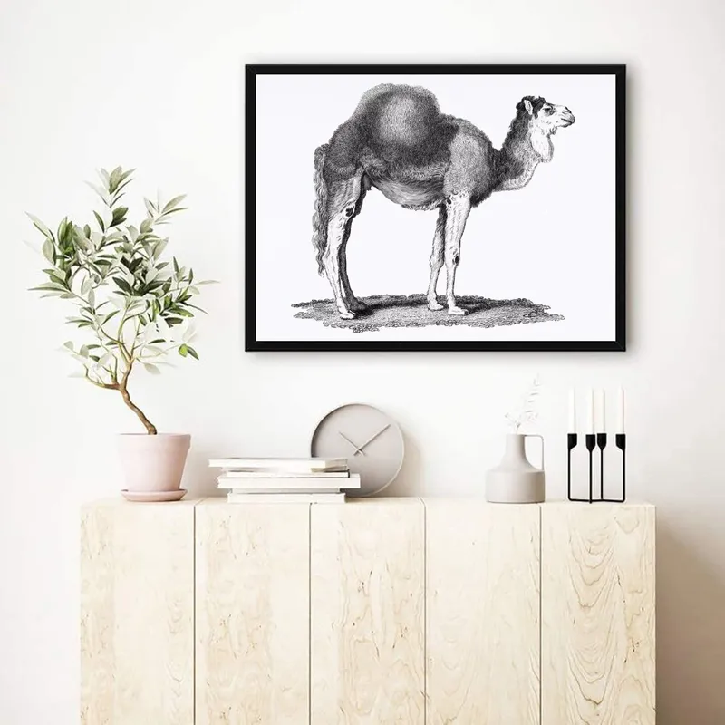 Постер «Старый верблюд» на стене в офисе