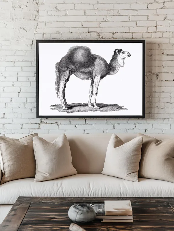 Постер «Старый верблюд» над диваном в гостиной