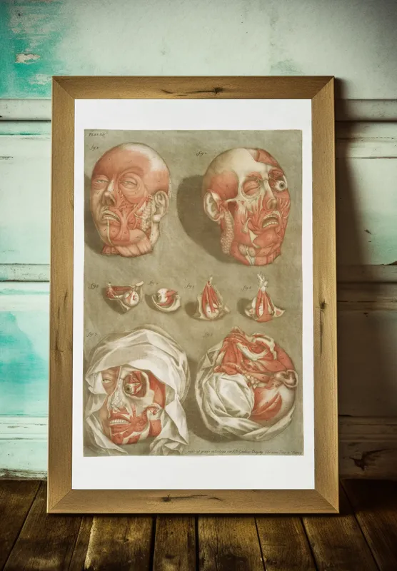 Постер «Анатомия - Поверхностная мышечная система человеческого лица» на стене в офисе