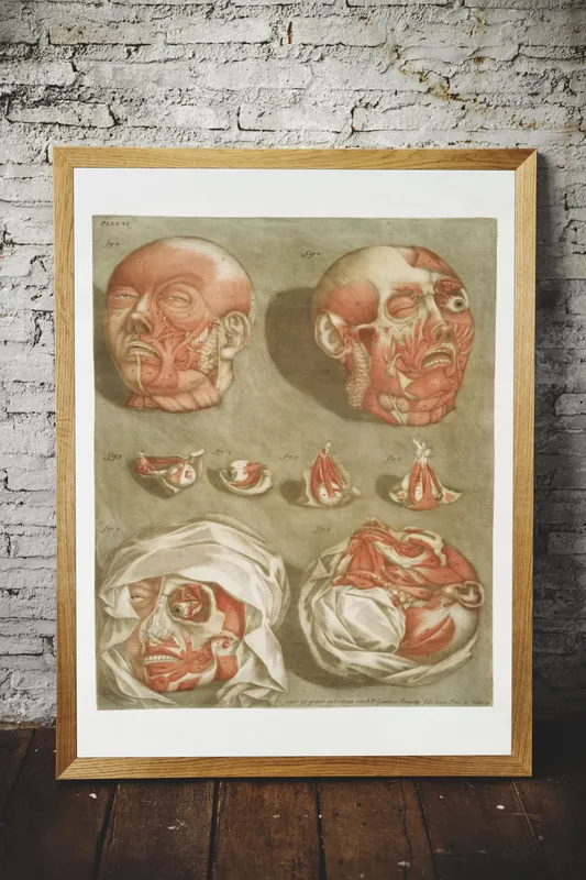 Постер «Анатомия - Поверхностная мышечная система человеческого лица» над диваном в гостиной