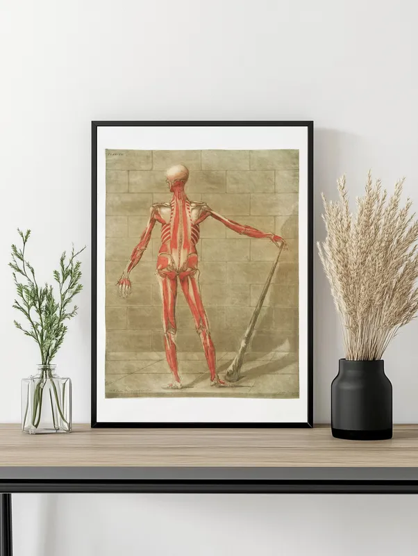 Постер «Анатомия - Мышцы на задней части скелета» на стене в офисе