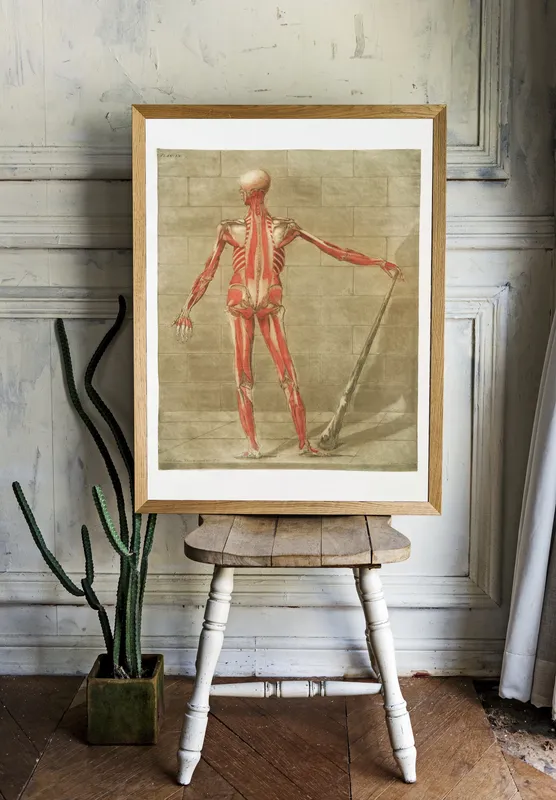 Постер «Анатомия - Мышцы на задней части скелета» над диваном в гостиной