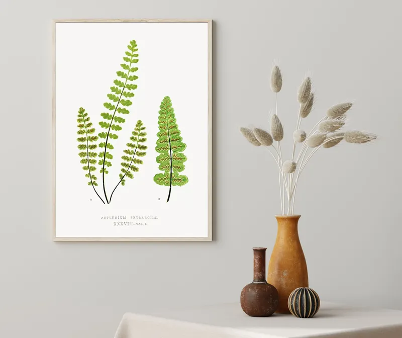 Постер «Листья - Асплениум Петрарки» на стене в офисе