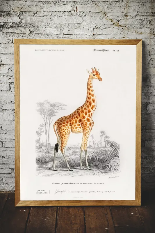 Постер «Жираф - Грациозный жираф» над диваном в гостиной