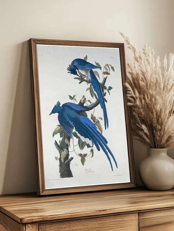Постер «Джон Джеймс Одюбон - Сорочья Сойка» на стене в офисе