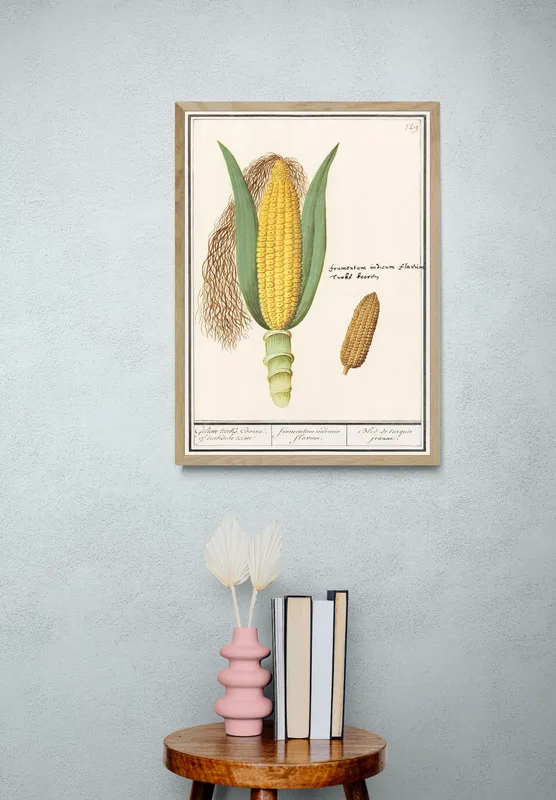 Постер «Овощи - Кукуруза Mais Zea mays» над диваном в гостиной